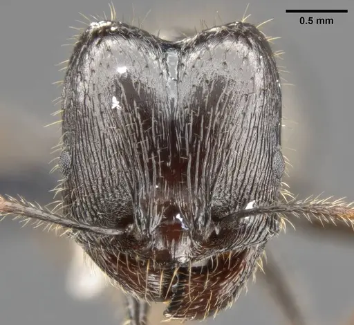 Pheidole rhea specimen CASENT0282929 image casent0282929_2