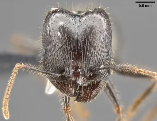 Pheidole rhea specimen CASENT0282929 image casent0282929_3