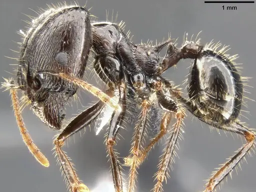 Pheidole rhea specimen CASENT0282929 image casent0282929_4