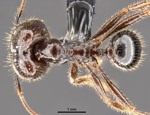 Pheidole rhea specimen CASENT0282931 image casent0282931_1