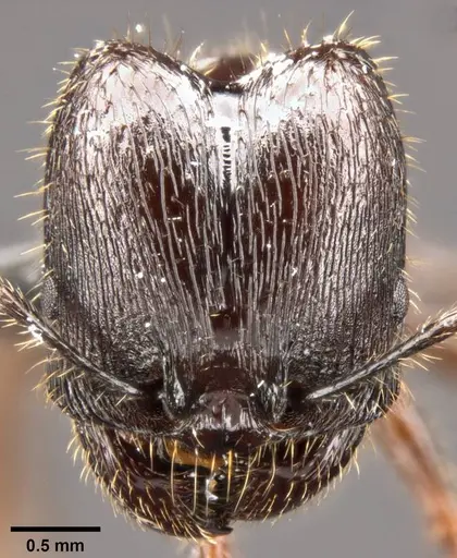 Pheidole rhea specimen CASENT0282931 image casent0282931_2