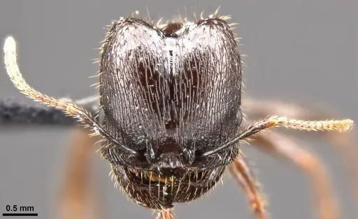 Pheidole rhea specimen CASENT0282931 image casent0282931_3