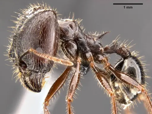 Pheidole rhea specimen CASENT0282931 image casent0282931_4