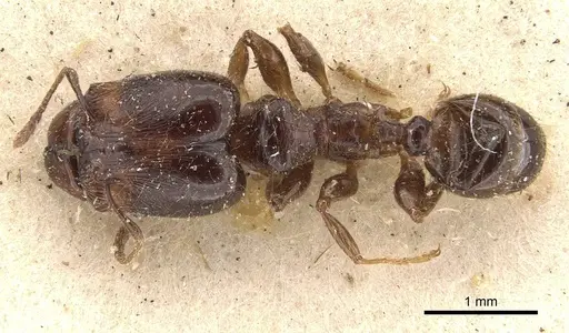 Pheidole rhinoceros specimen CASENT0610061 image casent0610061_1