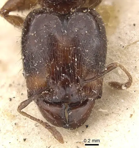 Pheidole rhinoceros specimen CASENT0610061 image casent0610061_2