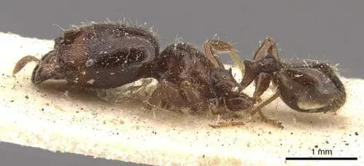Pheidole rhinoceros specimen CASENT0610061 image casent0610061_3