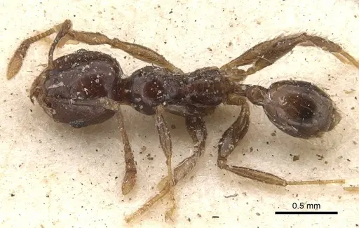 Pheidole rhinoceros specimen CASENT0610062 image casent0610062_1