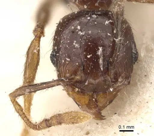 Pheidole rhinoceros specimen CASENT0610062 image casent0610062_2