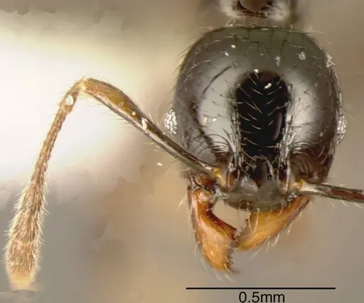 Pheidole rhinoceros specimen CASENT0635518 image casent0635518_1