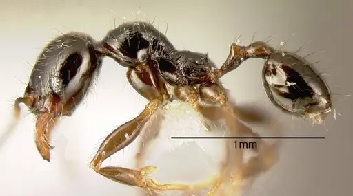 Pheidole rhinoceros specimen CASENT0635518 image casent0635518_2