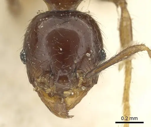 Pheidole rhinoceros specimen CASENT0901606 image casent0901606_2