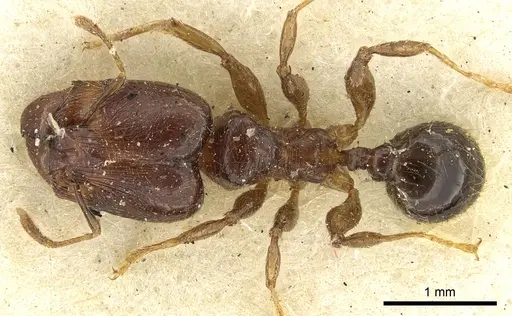 Pheidole rhinoceros specimen CASENT0901607 image casent0901607_1