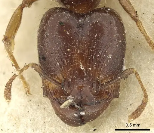 Pheidole rhinoceros specimen CASENT0901607 image casent0901607_2