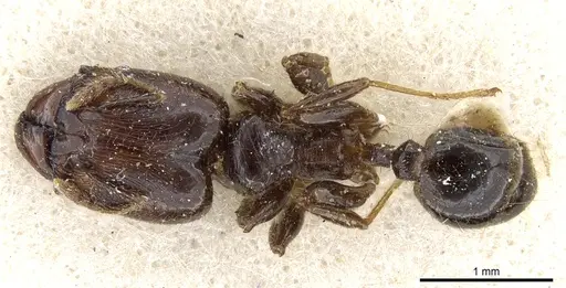 Pheidole rhinoceros specimen CASENT0904383 image casent0904383_1