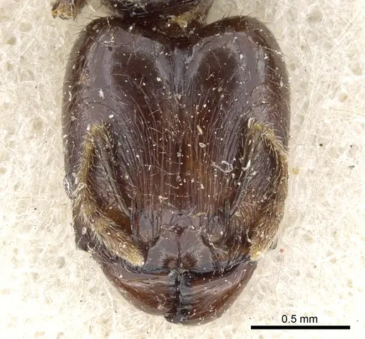 Pheidole rhinoceros specimen CASENT0904383 image casent0904383_2