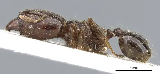 Pheidole rhinoceros specimen CASENT0904383 image casent0904383_3