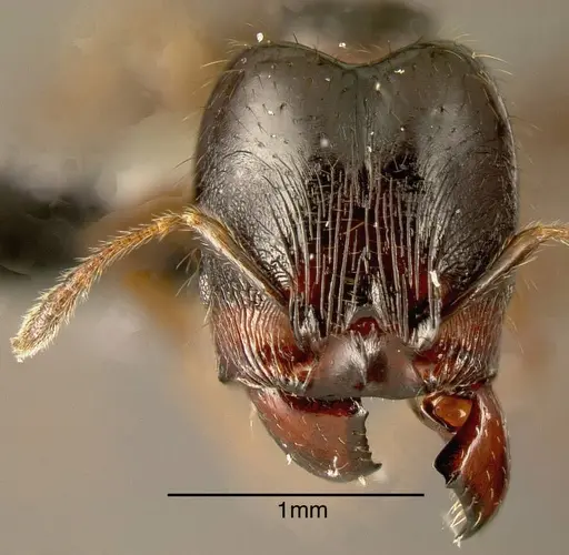 Pheidole rhinoceros specimen JTLC000002907 image jtlc000002907_1