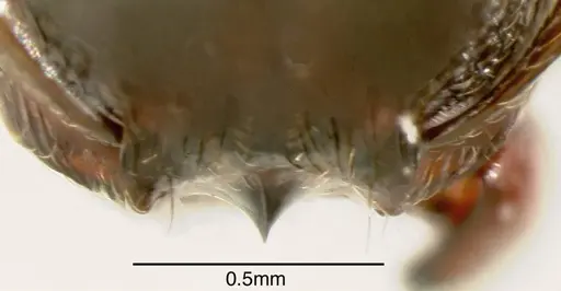 Pheidole rhinoceros specimen JTLC000002907 image jtlc000002907_2