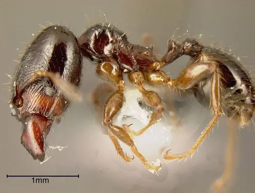 Pheidole rhinoceros specimen JTLC000002907 image jtlc000002907_3