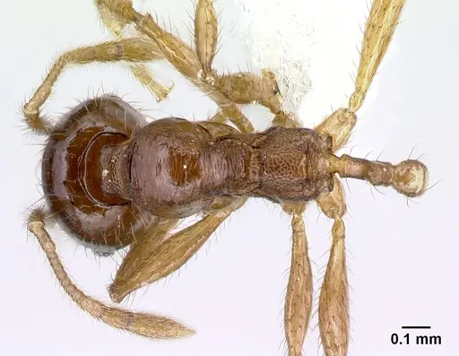 Pheidole rhinomontana specimen CASENT0610065 image casent0610065_1