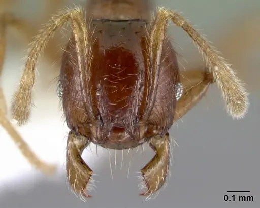 Pheidole rhinomontana specimen CASENT0610065 image casent0610065_2