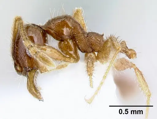 Pheidole rhinomontana specimen CASENT0610065 image casent0610065_3