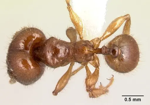 Pheidole rhinomontana specimen CASENT0610078 image casent0610078_1