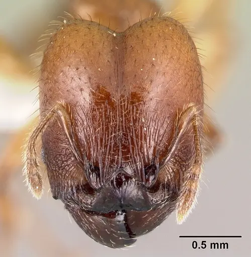 Pheidole rhinomontana specimen CASENT0610078 image casent0610078_2