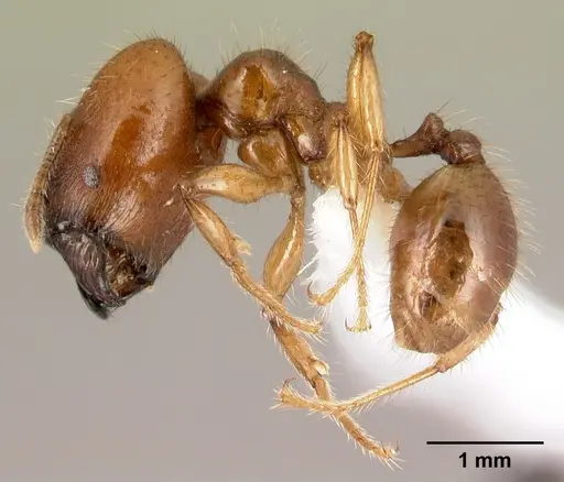 Pheidole rhinomontana specimen CASENT0610078 image casent0610078_3