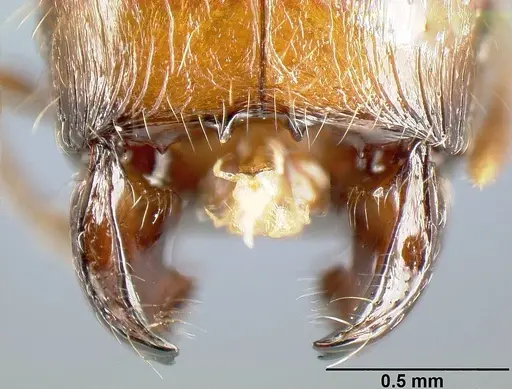 Pheidole rhinomontana specimen CASENT0610081 image casent0610081_1