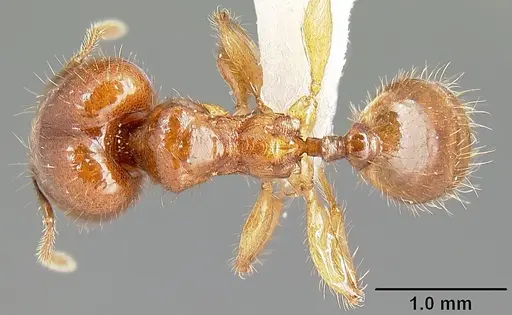 Pheidole rhinomontana specimen CASENT0610082 image casent0610082_1