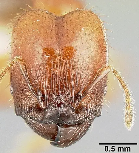 Pheidole rhinomontana specimen CASENT0610082 image casent0610082_2