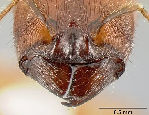 Pheidole rhinomontana specimen CASENT0610082 image casent0610082_3