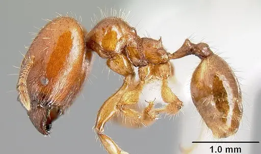 Pheidole rhinomontana specimen CASENT0610082 image casent0610082_4