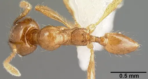 Pheidole rhinomontana specimen CASENT0610083 image casent0610083_1
