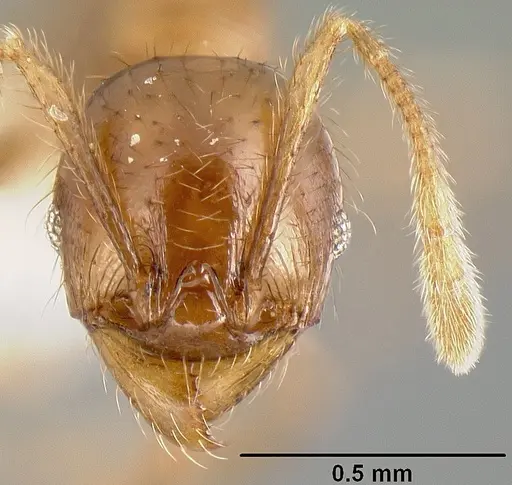 Pheidole rhinomontana specimen CASENT0610083 image casent0610083_2