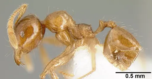 Pheidole rhinomontana specimen CASENT0610083 image casent0610083_3