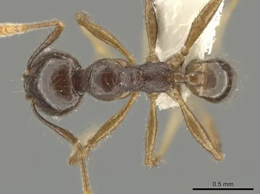 Pheidole rhinomontana specimen CASENT0642948 image casent0642948_1