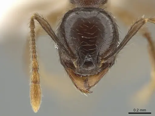 Pheidole rhinomontana specimen CASENT0642948 image casent0642948_2