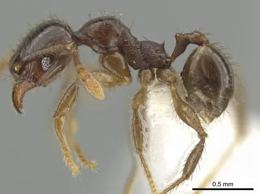 Pheidole rhinomontana specimen CASENT0642948 image casent0642948_3