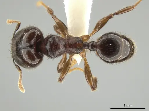 Pheidole rhinomontana specimen CASENT0642949 image casent0642949_1
