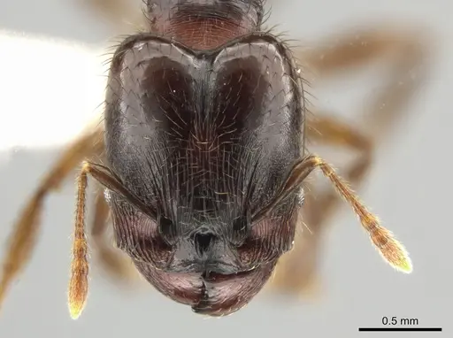 Pheidole rhinomontana specimen CASENT0642949 image casent0642949_2