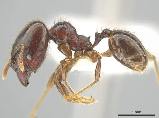 Pheidole rhinomontana specimen CASENT0642949 image casent0642949_3