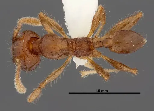 Pheidole rhinomontana specimen INBIOCRI002279575 image inbiocri002279575_1