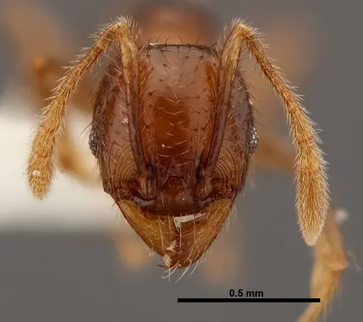 Pheidole rhinomontana specimen INBIOCRI002279575 image inbiocri002279575_2