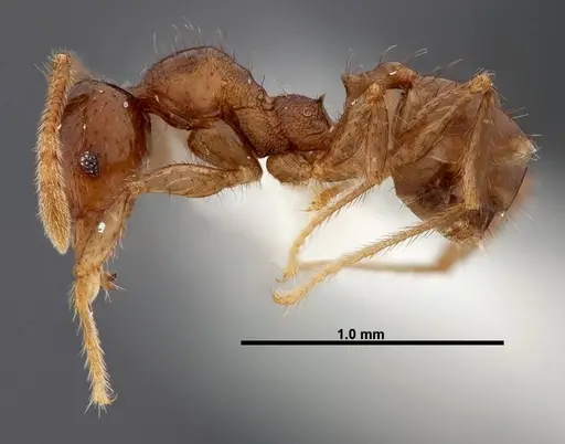 Pheidole rhinomontana specimen INBIOCRI002279575 image inbiocri002279575_3
