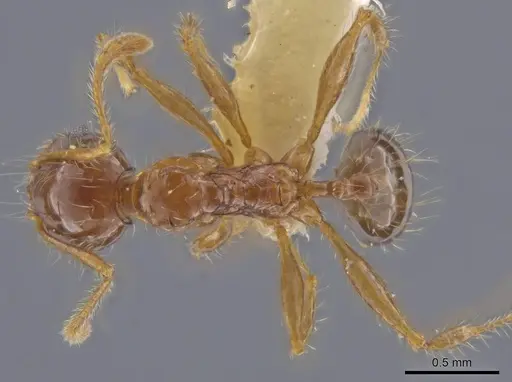 Pheidole rhytifera specimen CASENT0636793 image casent0636793_1