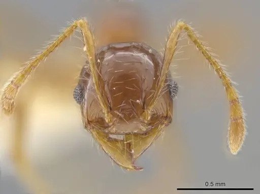Pheidole rhytifera specimen CASENT0636793 image casent0636793_2