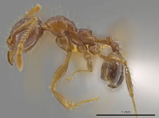 Pheidole rhytifera specimen CASENT0636793 image casent0636793_3
