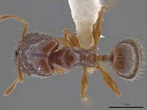 Pheidole rhytifera specimen CASENT0636925 image casent0636925_1